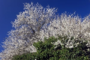 Cherry Tree In Bloom Prints: Cherry tree (Prunus sp. )
