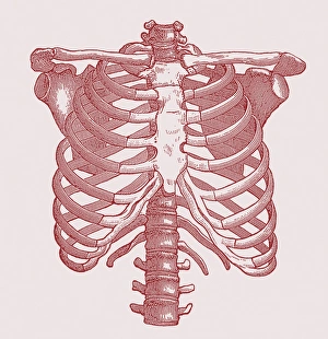 Human Chest Bones Print