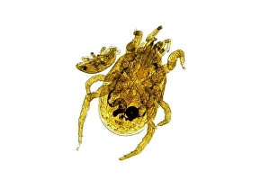 Light Micrograph Prints: Chicken mite, light micrograph