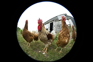 Domestic Chickens Prints: Chickens