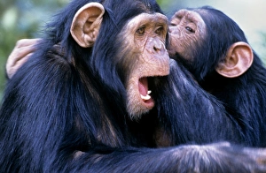 Chimpanzees grooming Chimpanzees grooming
