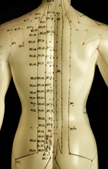 Alternative Medicine Prints: Print of a Chinese acupuncture model with labeled meridians and points