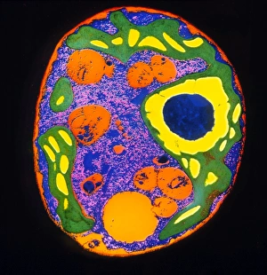 Chlamydomonas alga Chlamydomonas alga