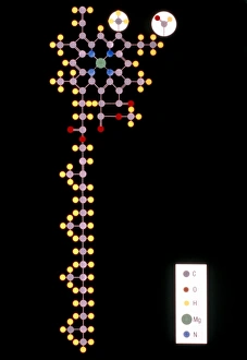 Images Dated 16th August 2011: Computer model of the chlorophyll a molecule, printed as a molecular model