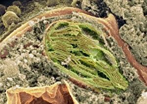 Photosynthesis Process Prints: Chloroplast, SEM