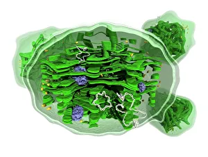 Chloroplast structure, artwork Chloroplast structure, artwork