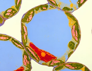 Chloroplasts in cells of Zinnia Chloroplasts in cells of Zinnia