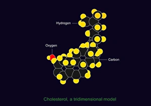 Cholesterol Molecule Print
