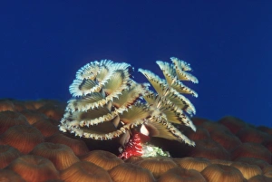 Prints of Christmas tree worm (Spirobranchus giganteus). This polychaete worm lives in a tube attached to coral or rock, and extends long radioles (yellow) into the water to trap passing food particles Images Dated 2006 February: Christmas Tree Worm Print, Coral-Dwelling Polychaete