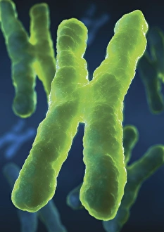 DNA Structure Prints: Chromosomes, artwork