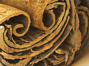 Culinary Spice Images Prints: Cinnamon, SEM