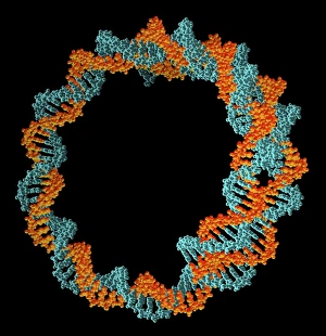 Deoxyribonucleic Acid Prints: Circular DNA molecule, artwork