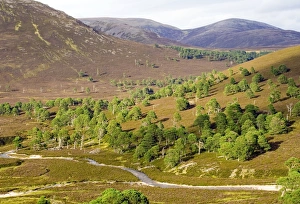 Pinus Sylvestris Habitat Prints: Cleared scots pine forest