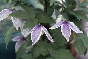 Exotic Flower Photography Prints: Clematis Blue Eclipse flowers