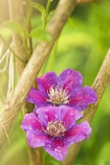 Clematis Flowers Prints: Clematis sp