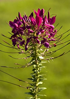 Desert Wildflowers Prints: Cleome spinosa