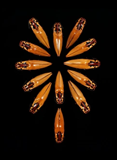 Amazon Basin Insects Prints: Click beetles