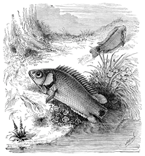 Tropical Aquarium Fish Prints: Climbing perch