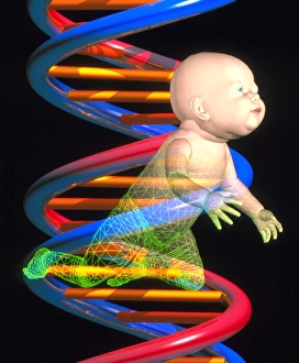 Cloning: computer artwork of a baby and DNA Cloning: computer artwork of a baby and DNA