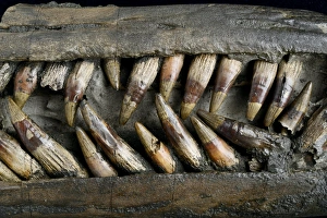 Jurassic Sea Creatures Prints: Close up of Ichthyosaur snout