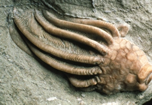 Close-up of a fossil crinoid or sea-lily Close-up of a fossil crinoid or sea-lily