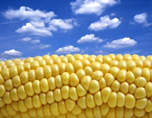 Corn Plant Prints: Maize