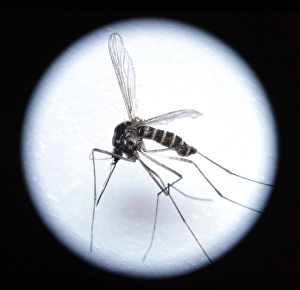 Close-up of a malaria mosquito (Anopheles sp.) Close-up of a malaria mosquito (Anopheles sp.)