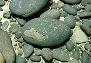 Close-up of a pebble with onion skin weathering Close-up of a pebble with onion skin weathering