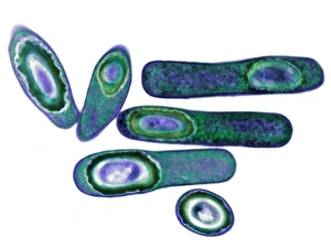 Antibiotic Resistant Bacteria Prints: Clostridium difficile bacteria, TEM