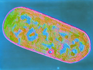 Clostridium perfringens bacterium Clostridium perfringens bacterium