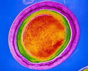 Clostridium tetani bacterial spore Clostridium tetani bacterial spore