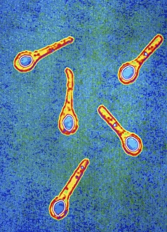 Clostridium tetani bacterium Clostridium tetani bacterium