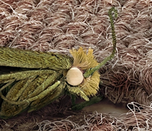 Coloured SEM Micrograph Prints: Clothes moth on cotton