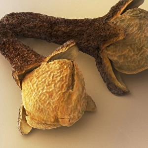 Cloves, SEM Cloves, SEM