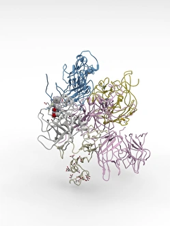 Coagulation Factor Complex Molecule Print