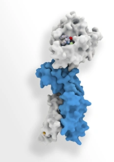 Blood Clotting Factor VIIa-Tissue Factor Complex Print