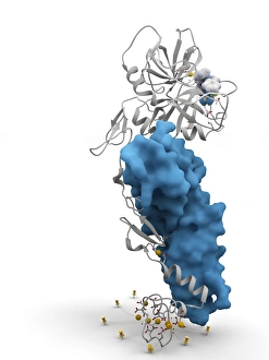 Blood Clotting Factor VIIa-Tissue Factor Complex Print