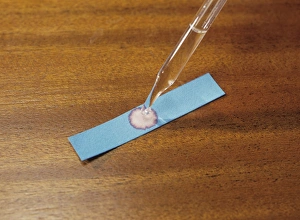 Cobalt chloride paper with drop of water Cobalt chloride paper with drop of water