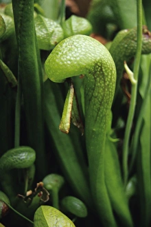Cobra Lily Cobra Lily