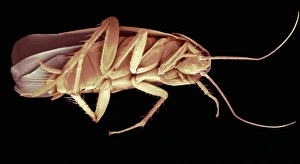 Images Dated 28th September 2011: SEM Cockroach Print: Underside of a Blattaria insect at x5 magnification