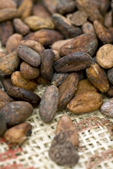 Cocoa beans Print - Dried and roasted cocoa beans