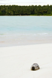 Clear Water Prints: Coconut on a beach