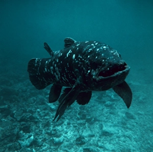 Coelacanth fish Print