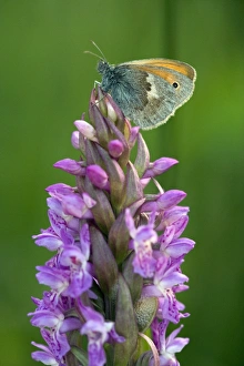 Butterfly Habitat Conservation Prints: Coenonympha pamphilus