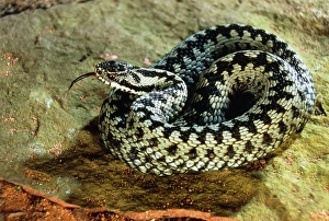 Venomous Reptiles Prints: Coiled adder
