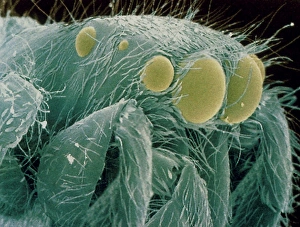 Col. SEM of head of zebra jumping spider, Salticus Col. SEM of head of zebra jumping spider, Salticus