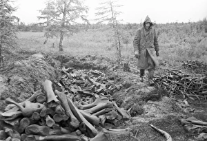 Mammuthus Primigenius Prints: Collection of mammoth bones