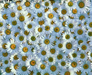 Collection of white daisy flowers Collection of white daisy flowers