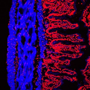 Prints of Colon lining. Fluorescence confocal light micrograph of the lining of a mouse colon (large intestine). The colon starts at the small intestine and ends at the rectum Images Dated 2006 June: Mouse Colon Lining Print