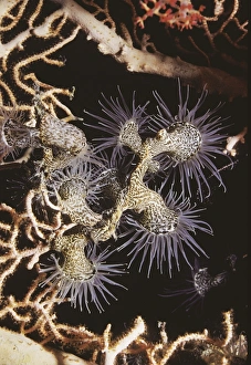 Colonial anemone Colonial anemone